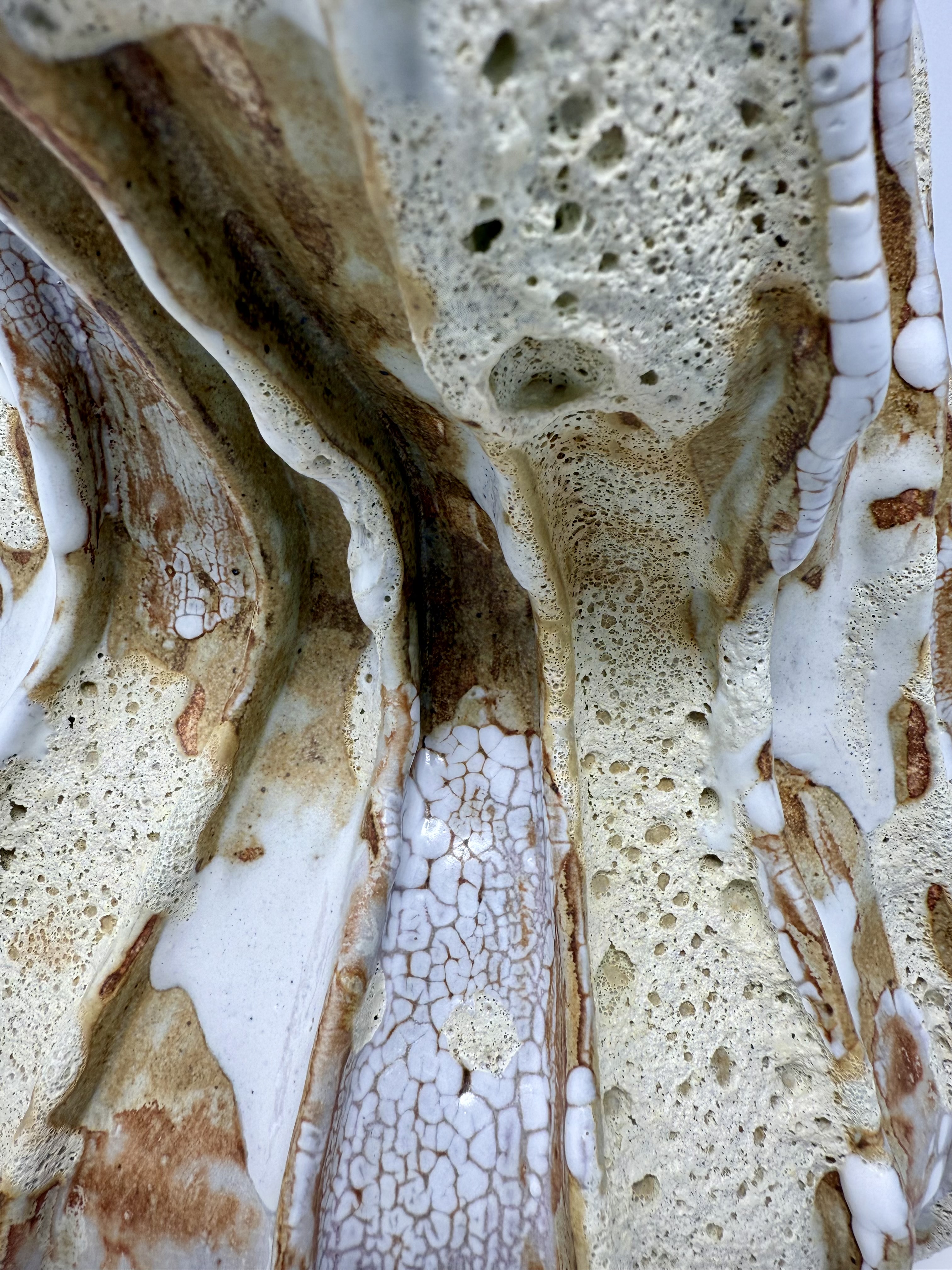 Tentacle Vase — view 6